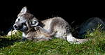 BB 11 0347 / Vulpes lagopus / Fjellrev